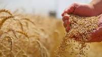 وزير الزراعة: مصر تهدف لتحقيق الاكتفاء الذاتي من القمح للخبز المدعم بحلول 2028