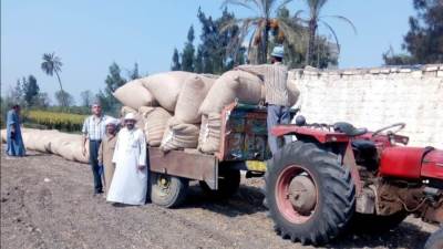  "قطاع الأعمال": بيع 32.8 ألف قنطار بمزادات القطن.. والترسية على شركات قطاع خاص