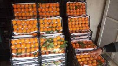 الحاصلات الزراعية تنجح فى فتح 20 سوقا تصديرية جديدة والموالح أهم المنتاجات التي تحتاجها اليابان 