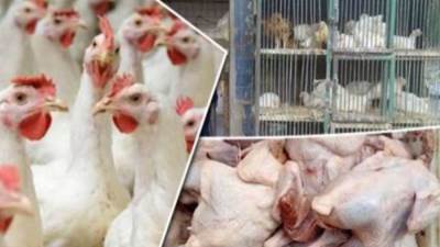 أسعار الدواجن اليوم الأربعاء 16 ديسمبر 2020