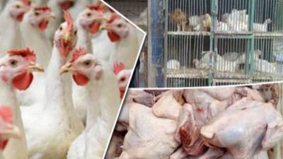 أسعار الدواجن اليوم السبت 19 ديسمبر 2020