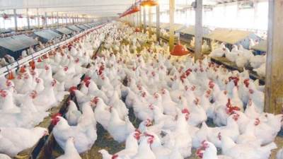 الحكومة تنفي ظهور بؤر لأنفلونزا الطيور في مزارع للدواجن في بعض محافظات الجمهورية