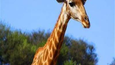 وصول 3 زرافات جديدة لحديقة الحيوان بالجيزة