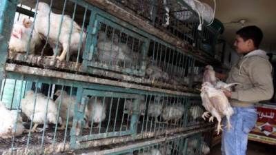 أسعار الدواجن فى محلات البيع الأحد 27 ديسمبر 