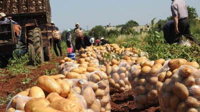 «الزراعة» ترفض 400 طن بطاطس من الاتحاد الأوروبي.. لماذا؟