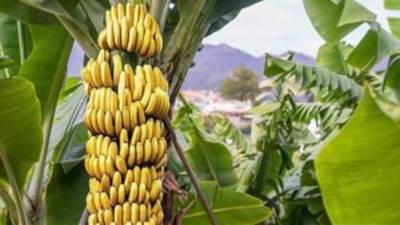 الزراعة: لن يتم زيادة مساحات الموز عن 84 ألف فدان