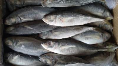 ضبط 10 أطنان أسماك فاسدة بالأسواق