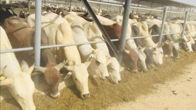 قطاع الأعمال العام: الانتهاء من تركيب وتشغيل مجزرا آليا لشركة جنوب الوادى بطاقة 45 رأس في الساعة 