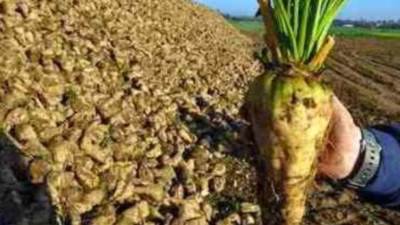 "الدلتا للسكر " تستعد لاستقبال محصول البنجر من المزارعين