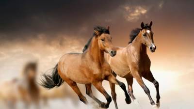 بالفيديو : مربط الجوهرة يكشف عن نقلة جديدة فى مجال صناعة الخيل المصرى الاصيل 