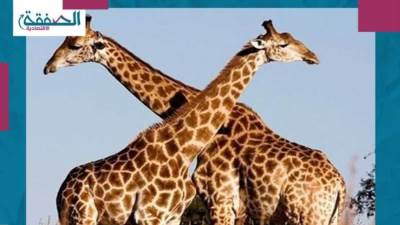 الزرافتان "فرح" و"شيكى" خارج الحجر الصحى اليوم "والمعاملة خاصة"