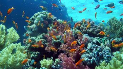 وزيرة البيئة : خطة تطوير المحميات أسفرت عن نتائج ملموسة على المستويين المحلى والدولي