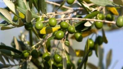 جمعية مستثمرى المغرة تستهدف زراعة 5000 ألاف فدان من شجيرات الزيتون والجوجوبا