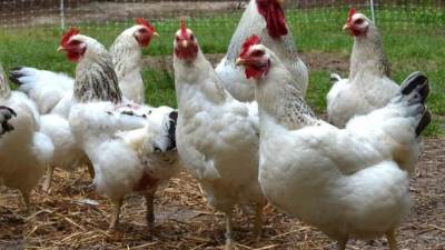 مزارع الدواجن في مصر تخسر مليار جنيه في 4 أشهر بسبب ارتفاع التكلفة