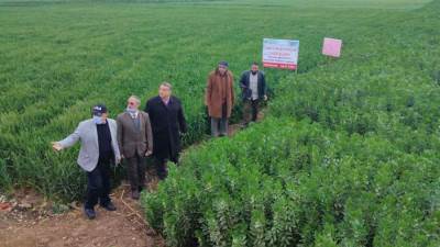 الزراعة تواصل جولاتها الميدانية للاطمئنان على محصولى القمح والفول البلدي