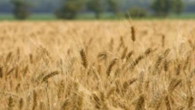 الحكونة تنفي تراجع المساحة المنزرعة من القمح خلال العام الحالي 2021