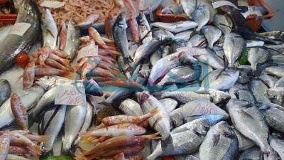 أسعار السمك اليوم الإثنين 8 - 3 - 2021