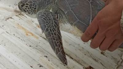 انقاذ سلحفاة بحرية نادرة واعادتها لمياة خليج السويس 