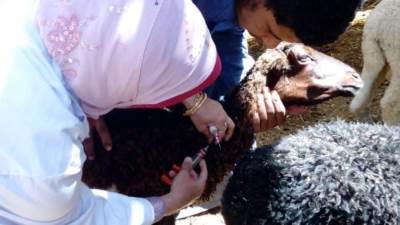 وزارة الزراعة تواصل السيطرة علي مرض الحمي القلاعية