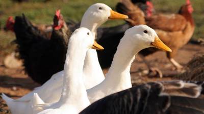 أسعار الدواجن اليوم الخميس 25 - 3 - 2021