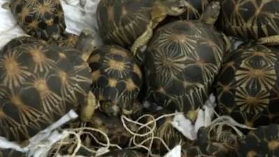 اكتشاف عدد كبير من السلاحف داخل حقيبه سفر في مطار الاكوادور 