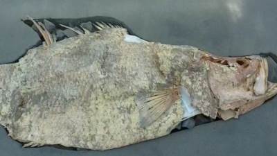 العثور علي سمكة كبيرة مغطاه بقشرة من الذهب في المدينة المفقودة