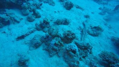 الكشف عن مقدمة السفينة الغارقة بجزيرة سعدانة بالبحر الأحمر