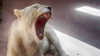 اسد ينهي حياة صاحبة في السعودية