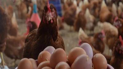 تعرف علي اسعار الدواجن اليوم 16/4/2021