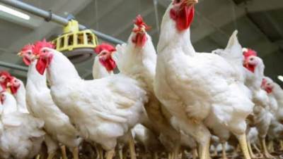 أسعار الدواجن اليوم السبت 17 - 4 - 2021