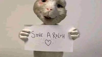 مستحضرات تجميل عالمية تصنع بدموع الحيوانات 