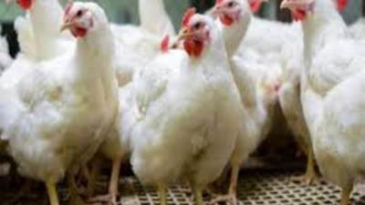 تعرف على سعر الدواجن اليوم 4/5/2021