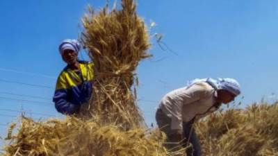 وزيرالتموين يعلن توريد 1.4 مليون طن قمح حتى الآن