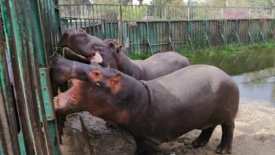 حديقة الحيوان بالجيزة تغلق أبوابها أمام الزوار لمدة أسبوعين بسبب كورونا