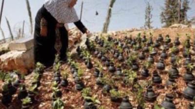 حكاية الحاجة صبيحة موسي العبد ام الشهداء تزرع الورود فالقنابل