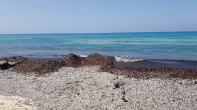 وزيرة البيئة : ما شاهده المواطنون بأحد شواطئ الساحل الشمالى ناتج عن دورة حياة نبات البوسيدونيا 