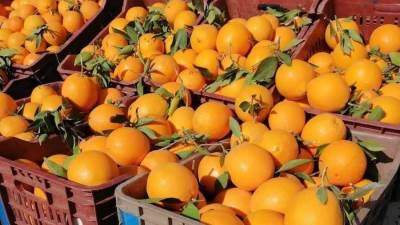 جهاز الإحصاء: صادرات البرتقال المصرى ترتفع إلى 109 ملايين دولار في شهر واحد