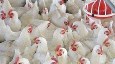 أسعار البيض اليوم الخميس بتاريخ 20/5/2021 