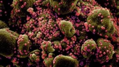 "شائعات وحقائق"..رصد سلالات جديدة من فيروس كورونا المتحور داخل مصر 