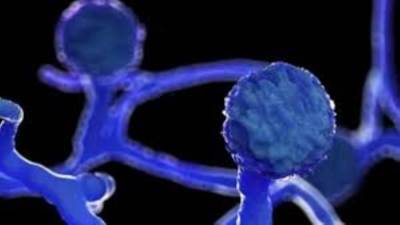 تمزق في الأمعاء.. تفاصيل ظهور مرض "الفطر الأصفر" في الهند وارتباطه بـ كورونا