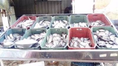  وزارة الزراعة ..  لا صحة لانتشار أسماك فاسدة وغير صالحة للاستهلاك الآدمي بالأسواق المصرية