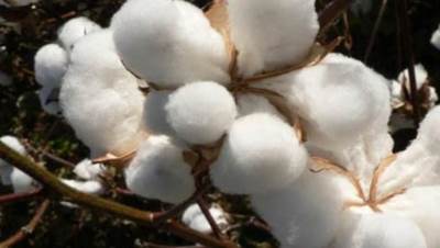 نقيب الفلاحين : توقعات بزيادة مساحات زراعة القطن حال تحديد سعر ضمان عادل