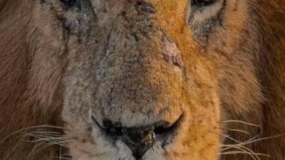 وفاة سكار الاسطورة اشهر أسد في العالم.. اعرف قصته