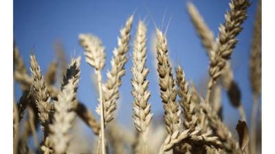 تفاؤل في الأسواق العالمية بشأن أسعار القمح بسبب وفرة موسم الحصاد