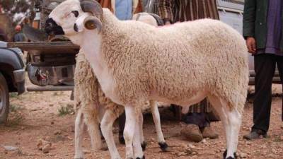 غرامة كبيرة على ذبح الأضحية في شوارع الجيزة وحظر إقامة الشوادر بالمحافظة