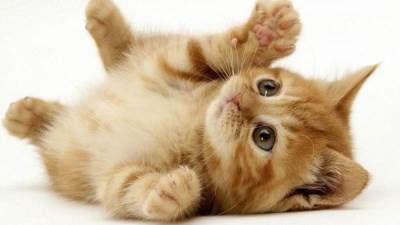 كيف قضت القطط على فيروس كورونا؟