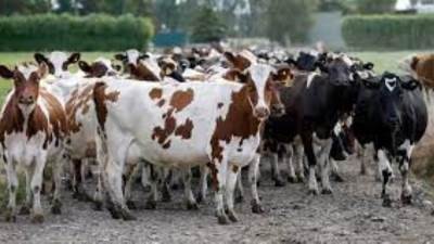 وزارة الزراعة: تحصين أكثر من 1.1 مليون ماشية ضد الحمى القلاعية وحمى الوادي