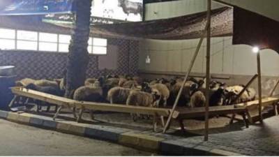 تعرف علي اسعار اللحوم التي طرحتها التموين في الاسواق قبل عيد الاضحي 