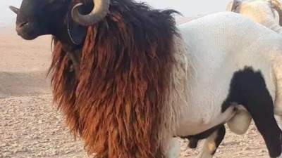 تعرف علي كيفيه شراء الاضحية السليمة "تعرف من عينها وابنها" والسنن المشروطة للذبح