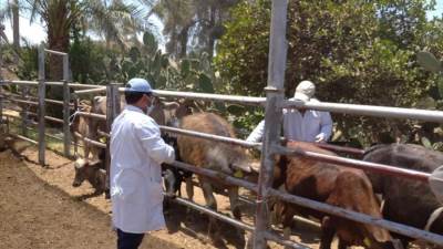  تحصين أكثر من 1.8 مليون جرعة ضد مرض الحمي القلاعية وحمى الوادي المتصدع